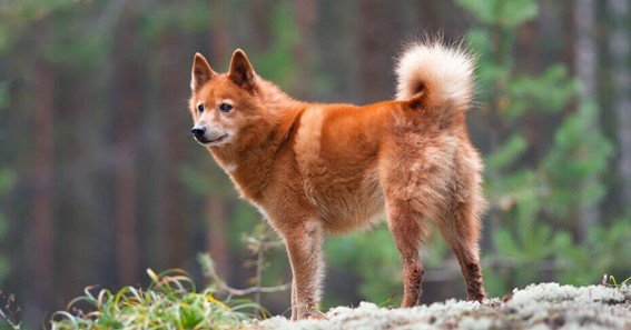 Top 5 Rare and Unusual Dog Breeds